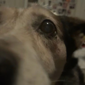 Meet your Posher, Cctq